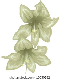 amaryllis flowers on a white background