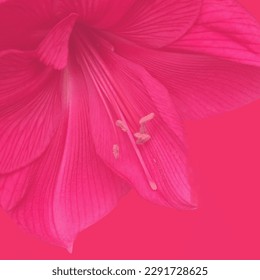 Amaryllis flowers, pink color. Transparent background.