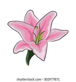 Amaryllis Hand Drawn Sketchy Vector Illustration    