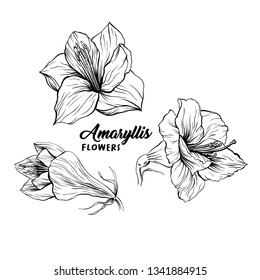 Amaryllis hand drawn vector illustration. Hippeastrum ink pen sketch. Flower outline freehand drawing. Blooming, blossom. Floral clipart set. Greeting card isolated monochrome design element