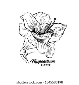 Amaryllis hand drawn vector illustration. Hippeastrum ink pen sketch. Flower outline freehand drawing. Blooming, blossom. Floral clipart set. Greeting card isolated monochrome design element
