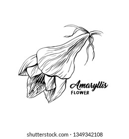 Amaryllis hand drawn vector illustration. Hippeastrum ink pen sketch. Flower outline freehand drawing. Blooming, blossom. Floral clipart set. Greeting card isolated monochrome design element