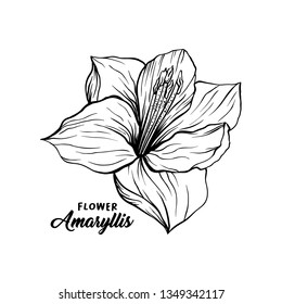 Amaryllis hand drawn vector illustration. Hippeastrum ink pen sketch. Flower outline freehand drawing. Blooming, blossom. Floral clipart set. Greeting card isolated monochrome design element