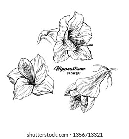 Amaryllis hand drawn vector illustration. Hippeastrum ink pen sketch. Flower outline freehand drawing. Blooming, blossom. Floral clipart set. Greeting card isolated monochrome design element