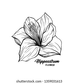 Amaryllis hand drawn vector illustration. Hippeastrum ink pen sketch. Flower outline freehand drawing. Blooming, blossom. Floral clipart set. Greeting card isolated monochrome design element