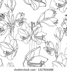 Amaryllis hippeastrum lilly flower branch black outline sketch on white background seamless pattern. Spring floral bouquet foliage element. 