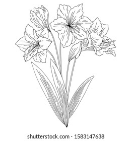 Amaryllis lily flower bouquet graphic black white isolated sketch illustration vector