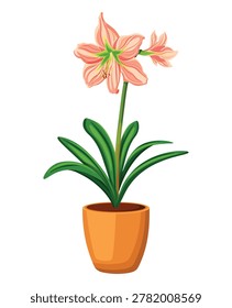 Amaryllis in a pot in cartoon style. Vector illustration of light pink amaryllis flowers, bud, green leaves in a pot isolated on white background. Houseplants. Plant in a pot. Hippeastrum.