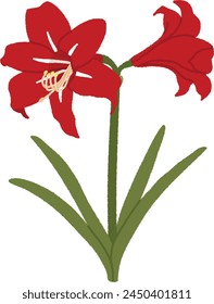 Amaryllis produces brightly colored flowers with a diameter of 10 to 20 cm on thick stems that stand straight up.