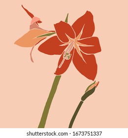 Amaryllis red flower in a minimalist trendy style. Silhouette of a plant in a contemporary simple abstract style. Vector illustration collage. For t-Shirt Print, card, poster, social media post