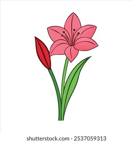 ilustração vetorial amaryllis, arte vetorial flor