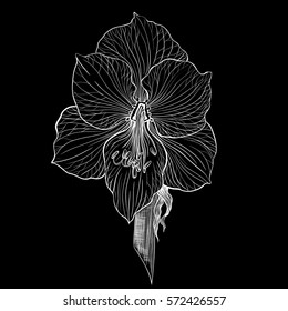 Amaryllis. Vector Image. Use printed materials, signs, items, websites, maps, posters, postcards, packaging.