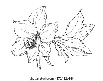 Amaryllis white tropical exotic flower blossom. Isolated vector botanical illustration: retro, vintage, hand drawn, black and white outline. For wedding invitation, card, print, tattoo. Japanese style