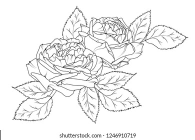 Amazing beautiful hand drawn bouquet of peonies. Black white outline sketch tattoo style. Rose peony flowers and leaves. Isolated vector design element illustration.
