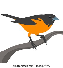 Amazing Birds Pearcing Vector Concept