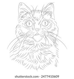 amazing hand drawn cat portrait. Isolated vector illustration