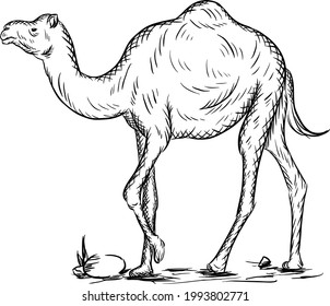 amazing hand drawn vector camel for vintage logo, mascot, etc