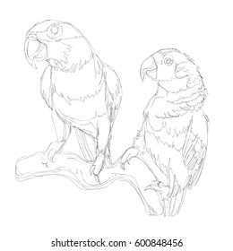 amazing parrots line art continuous line drawing 