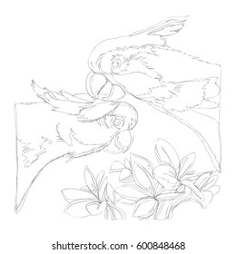 amazing parrots line art continuous line drawing 