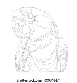 amazing parrots line art continuous line drawing 