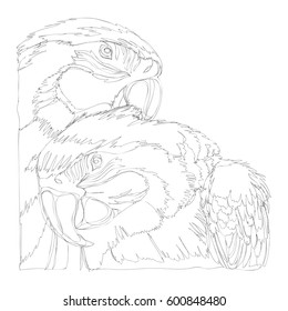 amazing parrots line art continuous line drawing 