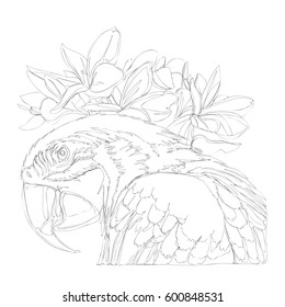 amazing parrots line art continuous line drawing 