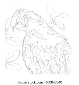 amazing parrots line art continuous line drawing 