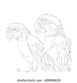 amazing parrots line art continuous line drawing 