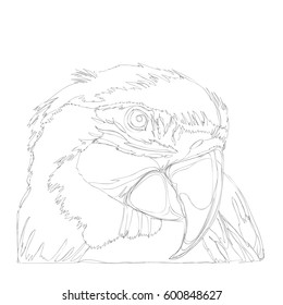 amazing parrots line art continuous line drawing 