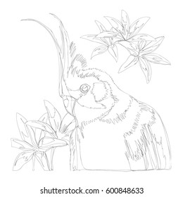 amazing parrots line art continuous line drawing 