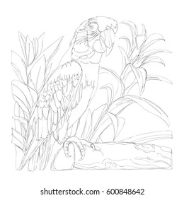 amazing parrots line art continuous line drawing 