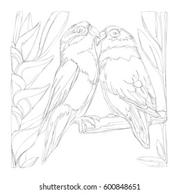 amazing parrots line art continuous line drawing 