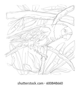 amazing parrots line art continuous line drawing 
