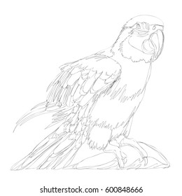 amazing parrots line art continuous line drawing 