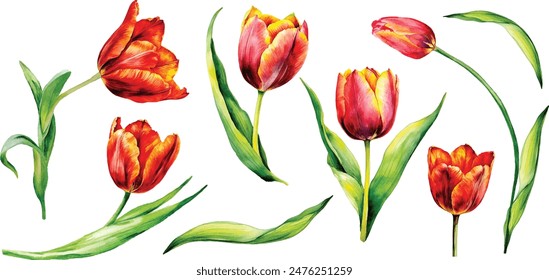 Amazing red tulip flower with green leaf. Hand drawn botanical flower. Watercolor background illustration set. Isolated red tulip illustration element.