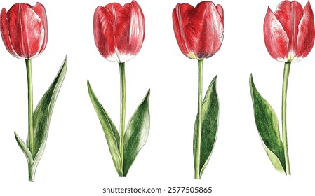 Amazing red tulip flower with green leaf. Isolated hand drawn botanical flower. Watercolor background illustration vector set.
