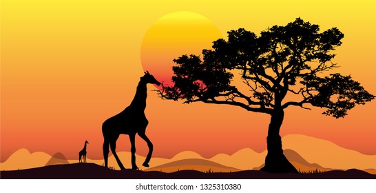 Amazing sunset and sunrise.Panorama silhouette tree in africa with sunset.Tree silhouetted against a setting sun.Dark tree on open field dramatic sunrise.Safari theme.Giraffes , Lion , Rhino
