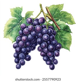 Amazon grape fruit watercolor clipart illustration