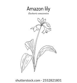 Amazon lily (Eucharis, or Urceolina amazonica), ornamental plant. Hand drawn botanical vector illustration