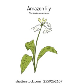 Amazon lily (Eucharis, or Urceolina amazonica), ornamental plant. Hand drawn botanical vector illustration