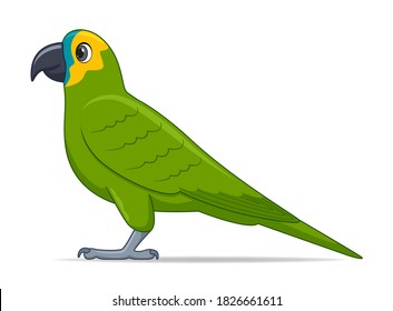 Amazon parrot bird on a white background. Cartoon style vector illustration