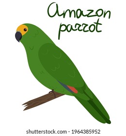 Amazon parrot in cartoon style on white background. Vector hand drawn illustration. Amazona parakeet