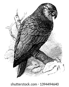 Amazon Parrot is the common name for a parrot of the genus Amazona vintage line drawing or engraving illustration.