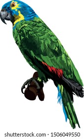 Amazon Parrot with Green Wings and Blue/Yellow Head Vector