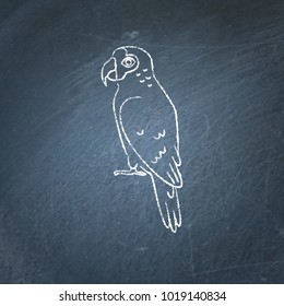 Amazon parrot icon sketch on chalkboard. Exotic tropical bird symbol drawing on blackboard.