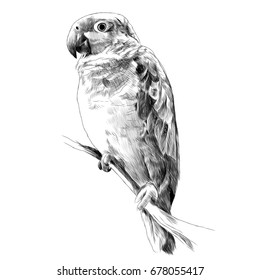 Amazon parrot sitting on the branch of a tree sketch vector graphics black and white drawing