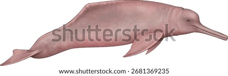 Amazon river dolphin (Inia geoffrensis) vector illustration with transparent background, showing the pink freshwater cetacean of the Amazon and Orinoco basins, for education, conservation and design.	