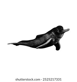 Amazon River Dolphin (Pink Dolphin) hand drawing vector isolated on white background.