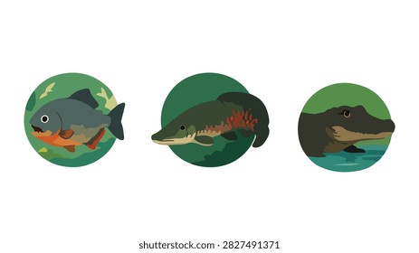 Amazon river wild predators and aquatic animals vector circular illustration icon set isolated on white background. Flat color collection featuring red-bellied piranha, giant arapaima gigas pirarucu fish, and black caiman alligator in freshwater jungle habitat.