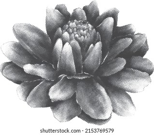 Amazon Water Lily Flower
Midtone effect vector
